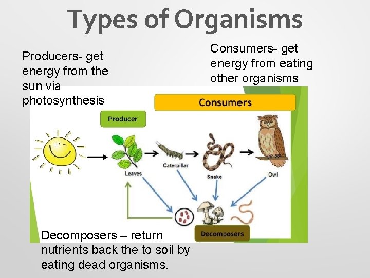 Types of Organisms Producers- get energy from the sun via photosynthesis Decomposers – return
