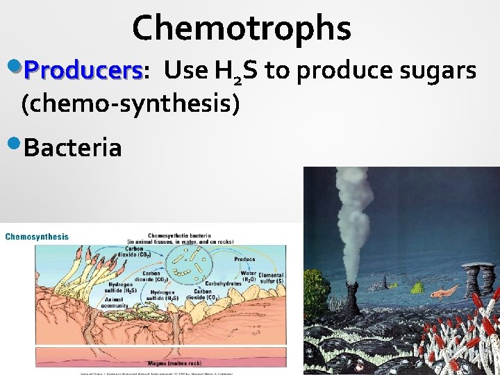 Chemotrophs • Producers: Producers Use H 2 S to produce sugars (chemo-synthesis) • Bacteria