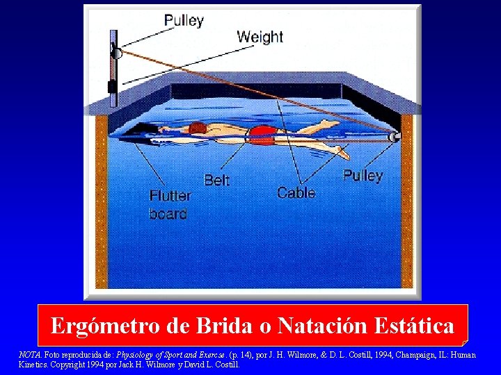 Ergómetro de Brida o Natación Estática NOTA. Foto reproducida de: Physiology of Sport and
