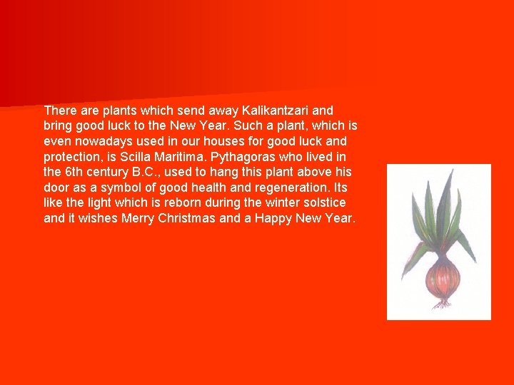 There are plants which send away Kalikantzari and bring good luck to the New