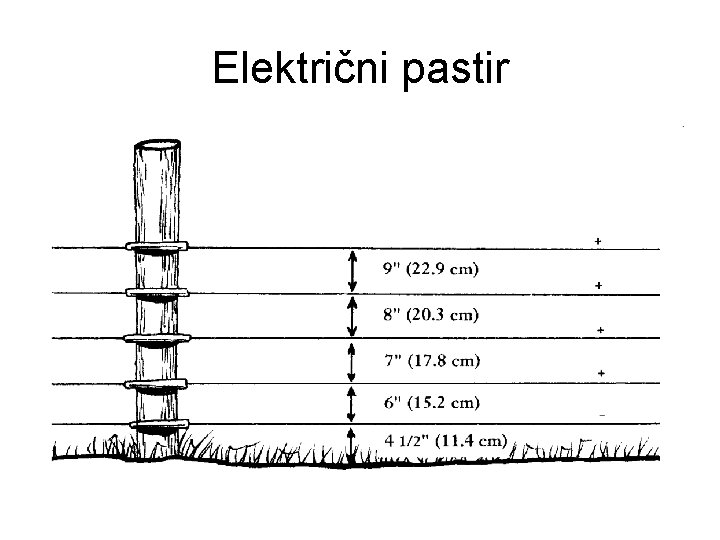 Električni pastir 