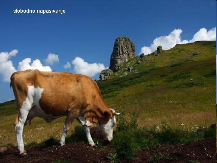 slobodno napasivanje 