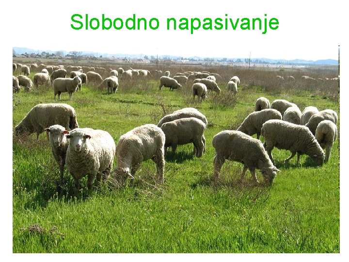 Slobodno napasivanje 