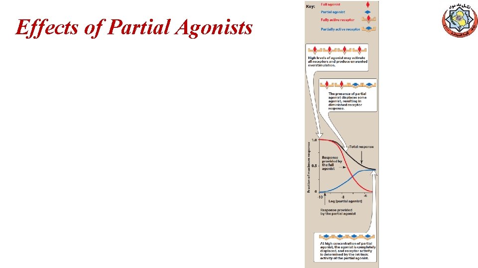 Effects of Partial Agonists 