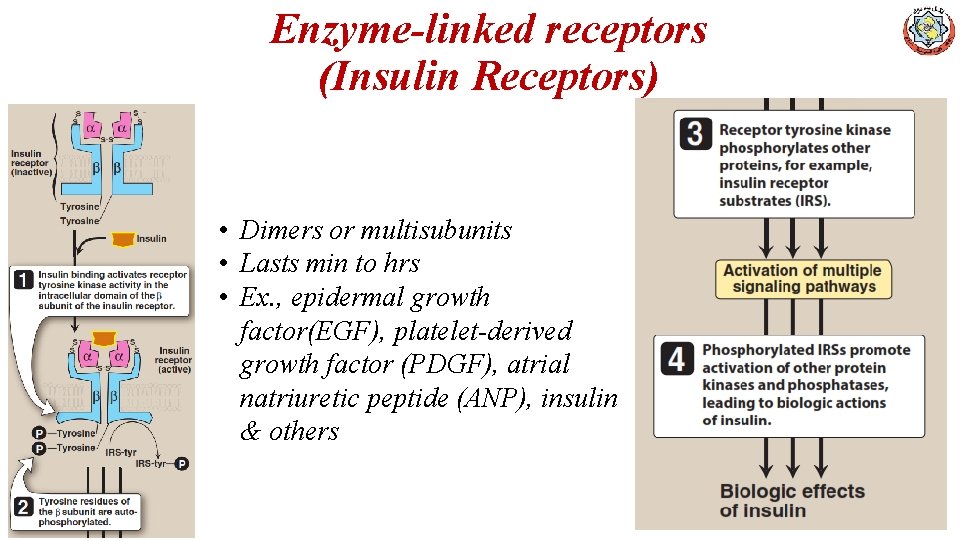 Enzyme-linked receptors (Insulin Receptors) • Dimers or multisubunits • Lasts min to hrs •