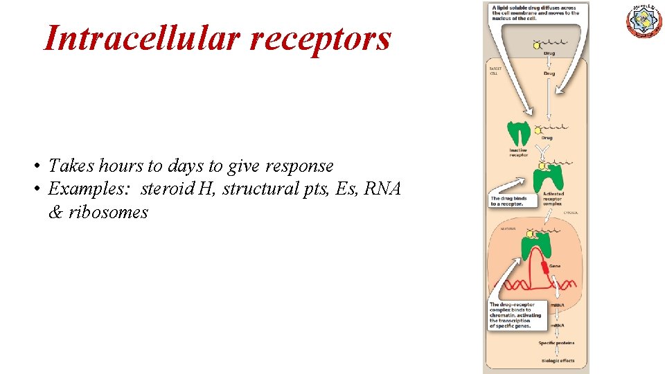 Intracellular receptors • Takes hours to days to give response • Examples: steroid H,