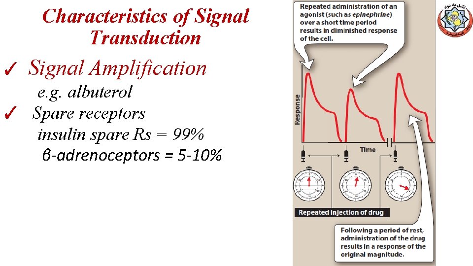 Characteristics of Signal Transduction ✓ Signal Amplification e. g. albuterol ✓ Spare receptors insulin