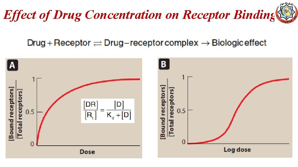 Effect of Drug Concentration on Receptor Binding 