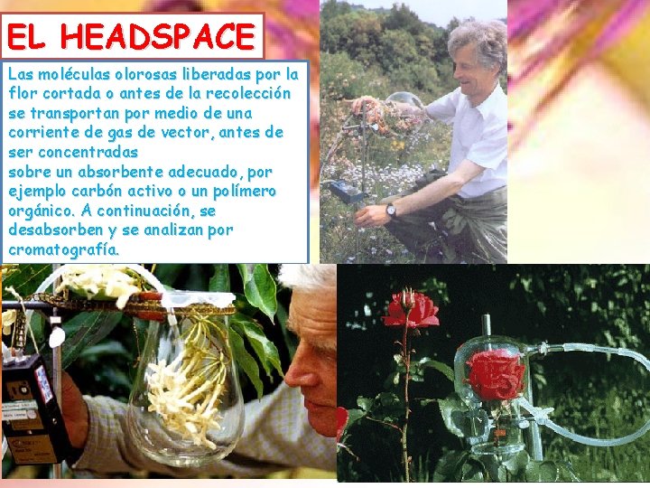 EL HEADSPACE Las moléculas olorosas liberadas por la flor cortada o antes de la