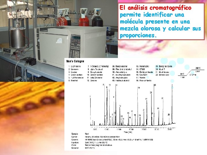 El análisis cromatográfico permite identificar una molécula presente en una mezcla olorosa y calcular