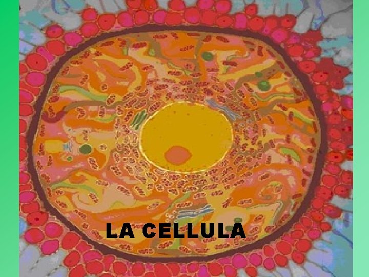 LA CELLULA 1 