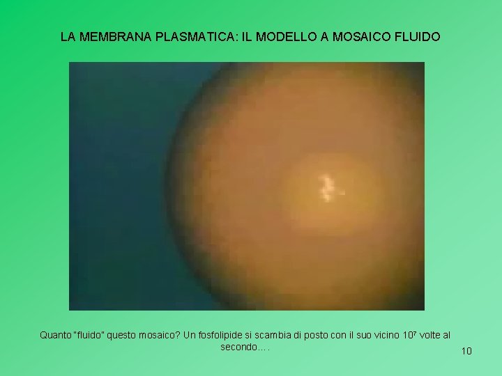 LA MEMBRANA PLASMATICA: IL MODELLO A MOSAICO FLUIDO Quanto “fluido” questo mosaico? Un fosfolipide