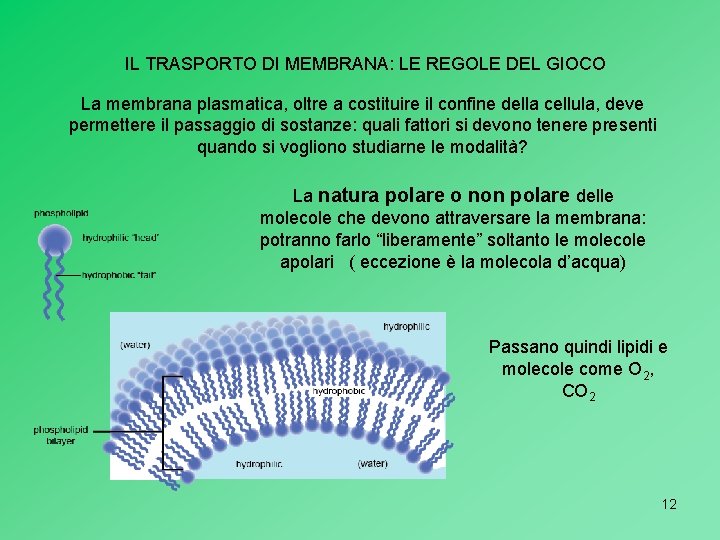 IL TRASPORTO DI MEMBRANA: LE REGOLE DEL GIOCO La membrana plasmatica, oltre a costituire