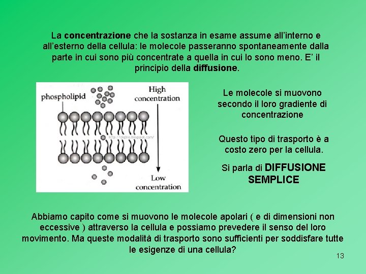 La concentrazione che la sostanza in esame assume all’interno e all’esterno della cellula: le