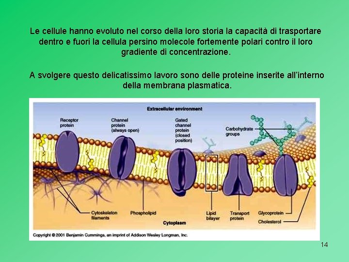 Le cellule hanno evoluto nel corso della loro storia la capacità di trasportare dentro