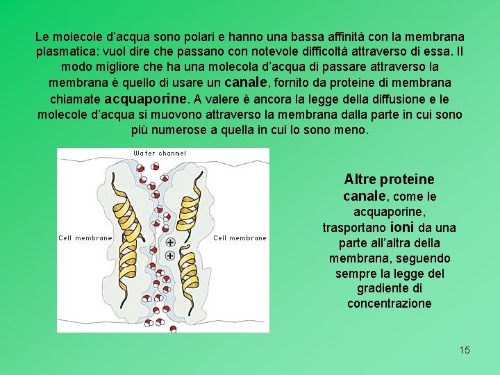 Le molecole d’acqua sono polari e hanno una bassa affinità con la membrana plasmatica: