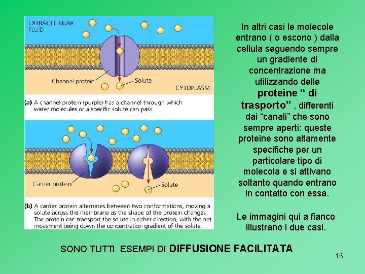 In altri casi le molecole entrano ( o escono ) dalla cellula seguendo sempre