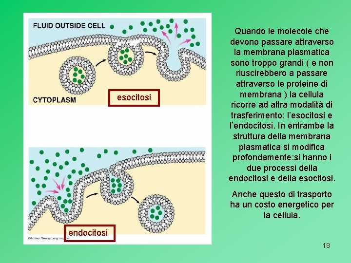 esocitosi Quando le molecole che devono passare attraverso la membrana plasmatica sono troppo grandi