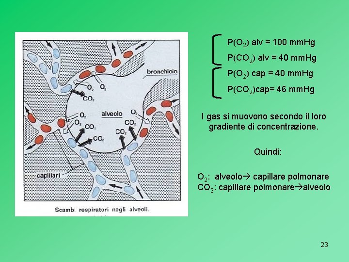 P(O 2) alv = 100 mm. Hg P(CO 2) alv = 40 mm. Hg