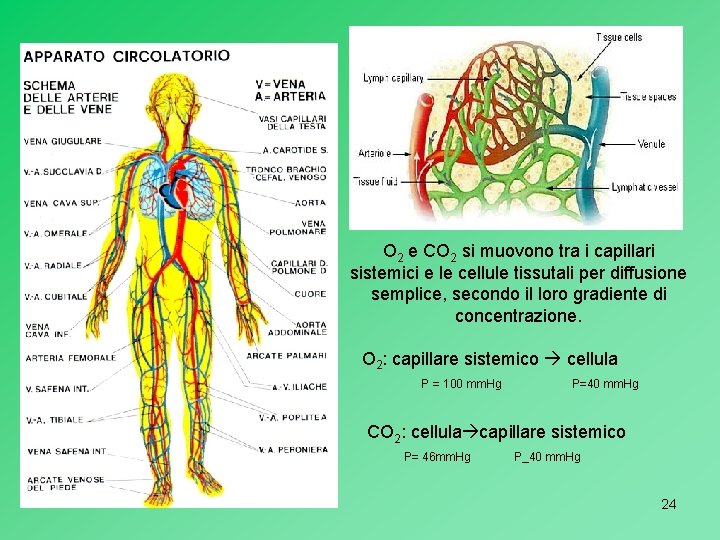 O 2 e CO 2 si muovono tra i capillari sistemici e le cellule