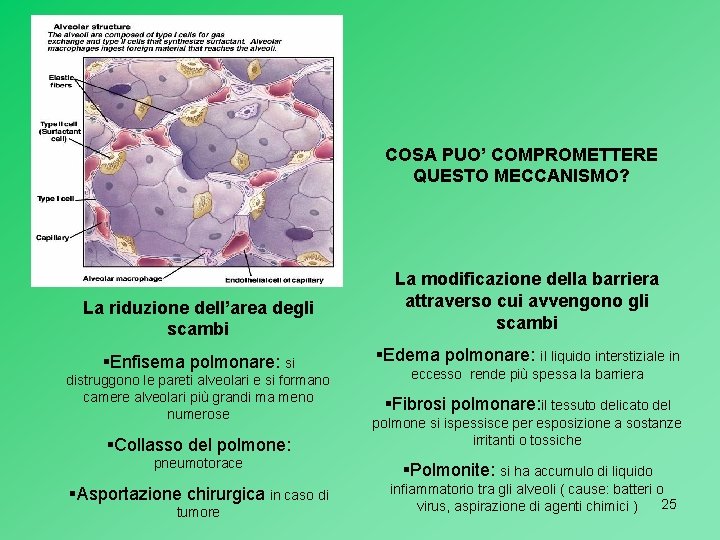 COSA PUO’ COMPROMETTERE QUESTO MECCANISMO? La riduzione dell’area degli scambi La modificazione della barriera