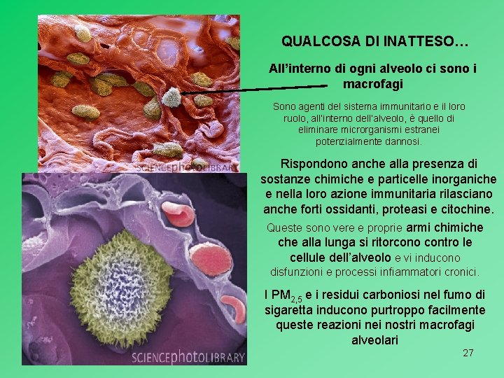 QUALCOSA DI INATTESO… All’interno di ogni alveolo ci sono i macrofagi Sono agenti del