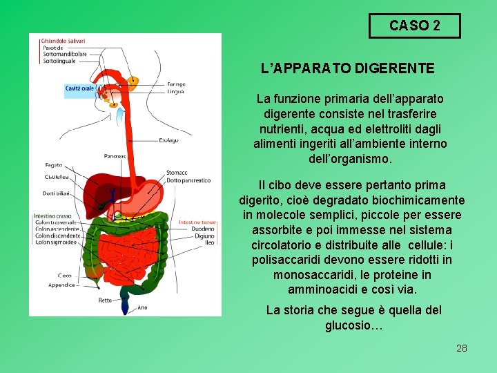 CASO 2 L’APPARATO DIGERENTE La funzione primaria dell’apparato digerente consiste nel trasferire nutrienti, acqua