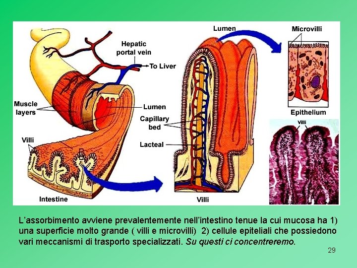 L’assorbimento avviene prevalentemente nell’intestino tenue la cui mucosa ha 1) una superficie molto grande