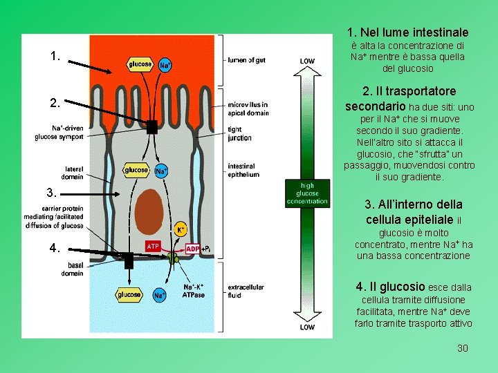 1. Nel lume intestinale 1. è alta la concentrazione di Na+ mentre è bassa