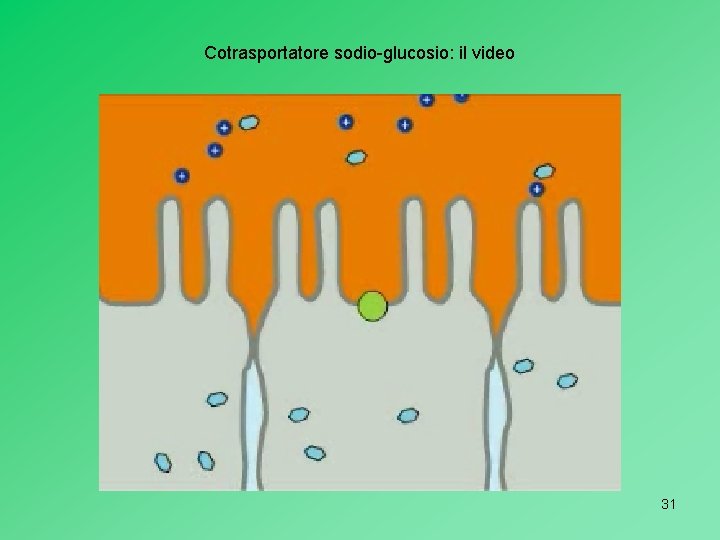 Cotrasportatore sodio-glucosio: il video 31 