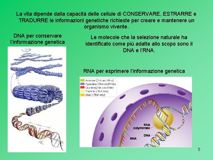 La vita dipende dalla capacità delle cellule di CONSERVARE, ESTRARRE e TRADURRE le informazioni