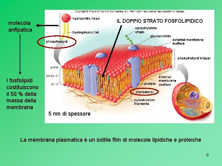 IL DOPPIO STRATO FOSFOLIPIDICO molecola anfipatica I fosfolipidi costituiscono il 50 % della massa