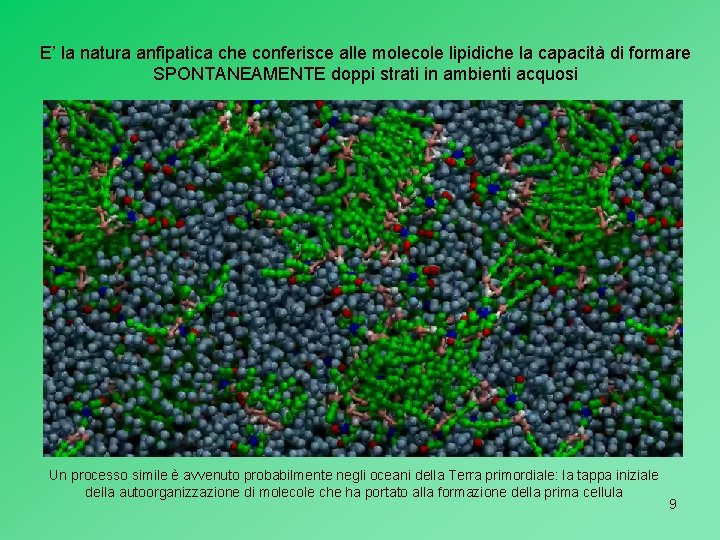 E’ la natura anfipatica che conferisce alle molecole lipidiche la capacità di formare SPONTANEAMENTE