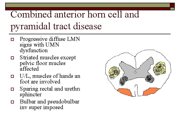 Combined anterior horn cell and pyramidal tract disease o o o Progressive diffuse LMN