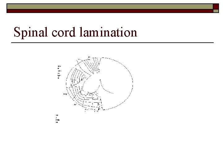 Spinal cord lamination 