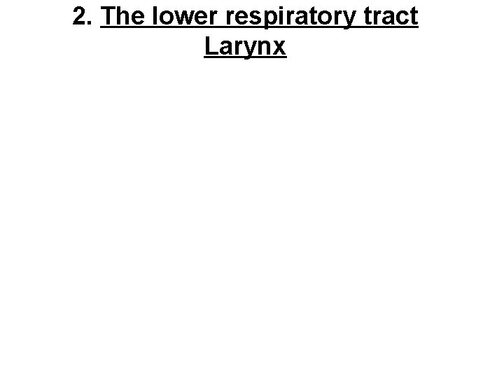 2. The lower respiratory tract Larynx 