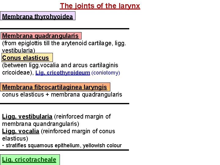 The joints of the larynx Membrana thyrohyoidea Membrana quadrangularis (from epiglottis till the arytenoid