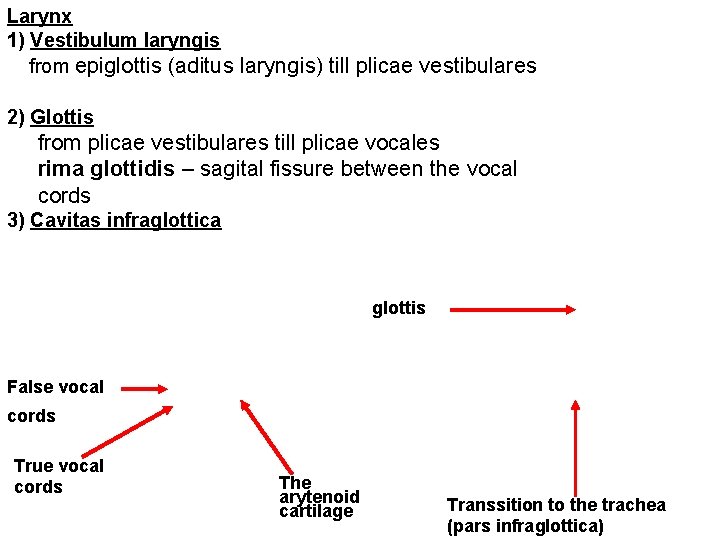 Larynx 1) Vestibulum laryngis from epiglottis (aditus laryngis) till plicae vestibulares 2) Glottis from