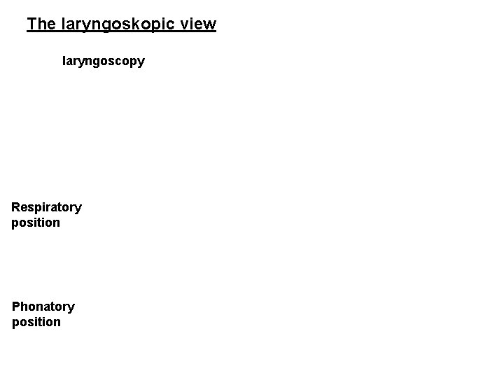 The laryngoskopic view laryngoscopy Respiratory position Phonatory position 