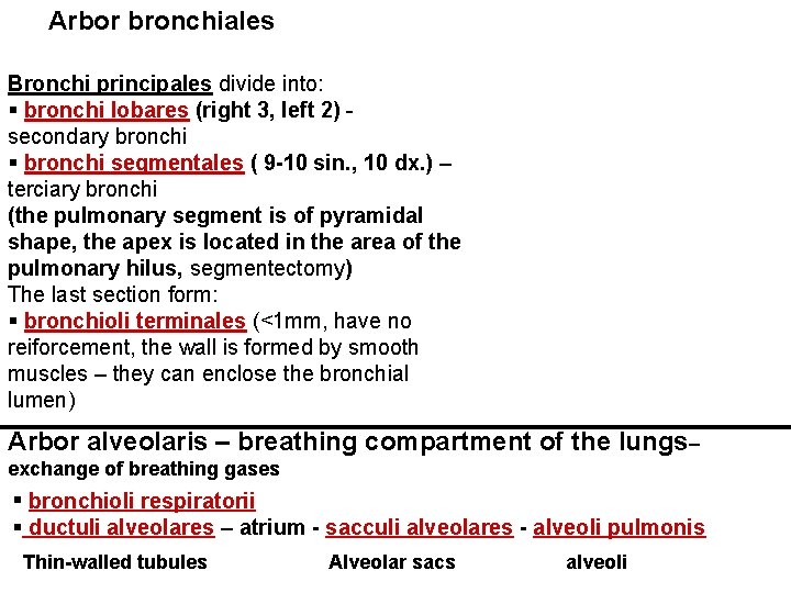 Arbor bronchiales Bronchi principales divide into: § bronchi lobares (right 3, left 2) secondary