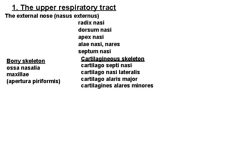 1. The upper respiratory tract The external nose (nasus externus) radix nasi dorsum nasi