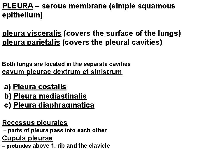 PLEURA – serous membrane (simple squamous epithelium) pleura visceralis (covers the surface of the
