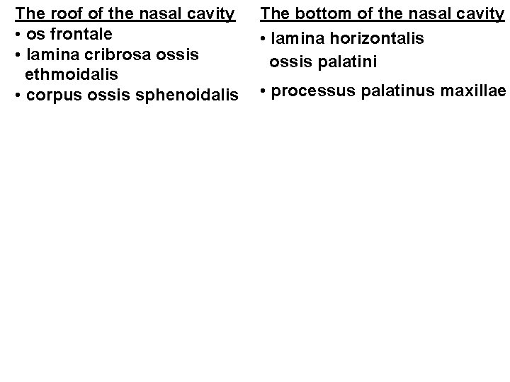 The roof of the nasal cavity • os frontale • lamina cribrosa ossis ethmoidalis