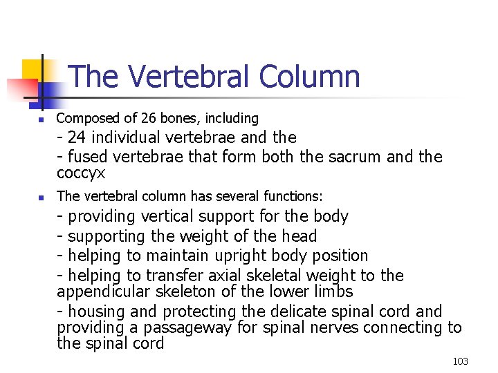 The Vertebral Column n Composed of 26 bones, including - 24 individual vertebrae and