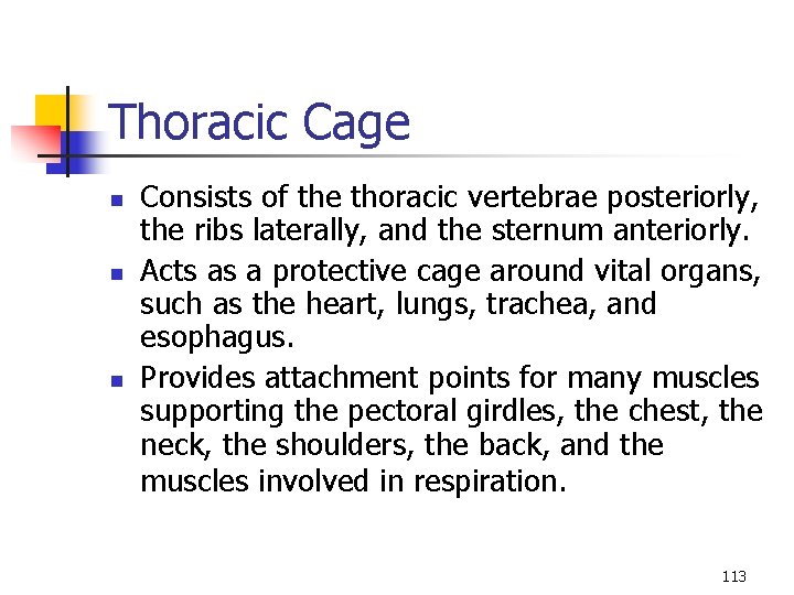 Thoracic Cage n n n Consists of the thoracic vertebrae posteriorly, the ribs laterally,