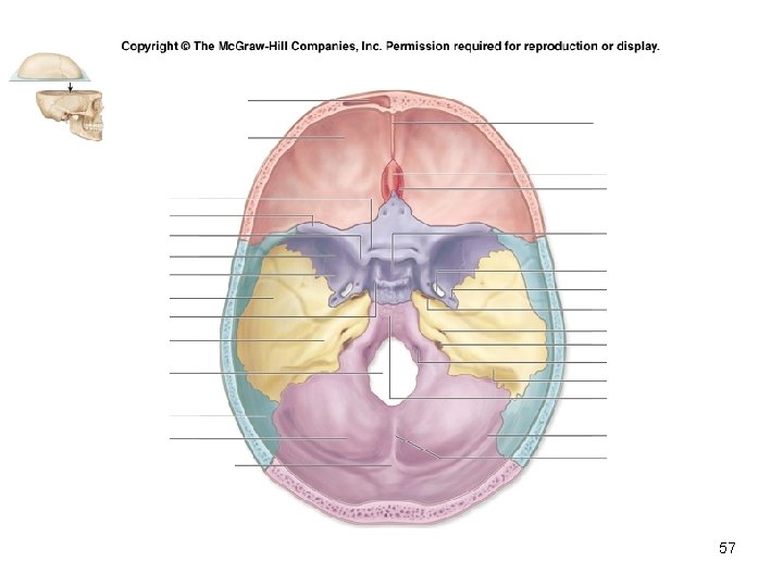 Insert Fig. 7. 9 superior view of skull 57 