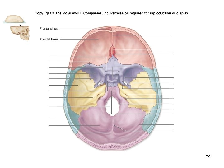 Insert Fig. 7. 9 superior view of skull 59 