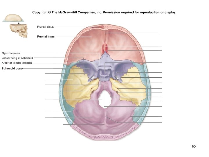 Insert Fig. 7. 9 superior view of skull 63 