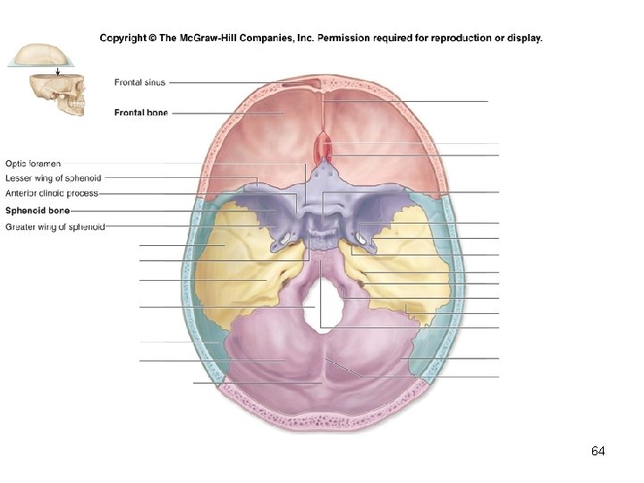 Insert Fig. 7. 9 superior view of skull 64 