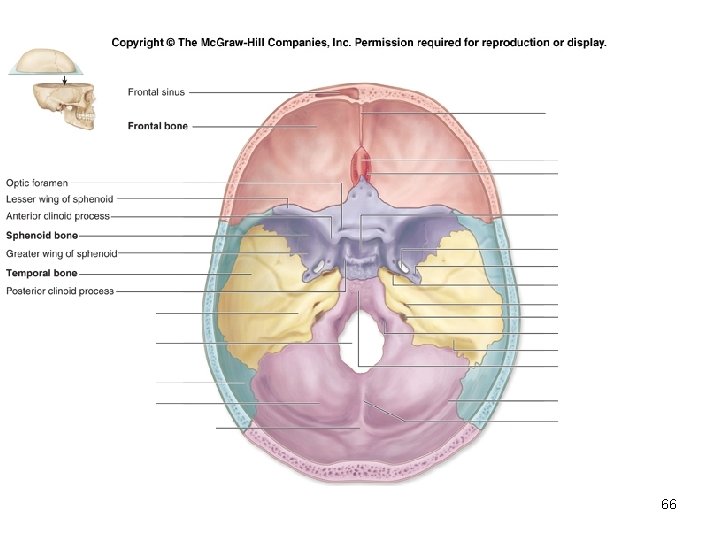 Insert Fig. 7. 9 superior view of skull 66 